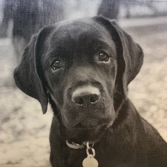 Black Lab puppy canvas artwork - Picture 2 of 6
